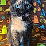 Furball is registered to the contest to win money with this photo: cat, tortoiseshell_cat, blue_eyes, whiskers, sitting, close_up, blanket, patterned_blanket, cartoon_cats, fur, ears, paws, domestic_cat, portrait, indoor, cute, stare, multicolor, tortie, cozy