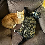 Furball is registered to the contest to win money with this photo: cat, cats, orange_cat, tortoiseshell_cat, pet, feline, sofa, couch, upholstery, indoor, pair, lying, cuddling, relaxed, fur, whiskers, eyes, paw, home, cozy