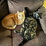 cat, cats, orange_cat, tortoiseshell_cat, pet, feline, sofa, couch, upholstery, indoor, pair, lying, cuddling, relaxed, fur, whiskers, eyes, paw, home, cozy