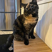 Furball is registered to the contest to win money with this photo: cat, tortoiseshell_cat, pet, indoor, kitchen, wooden_bench, fridge, whiskers, ears, fur, sitting, portrait, big_eyes, tail, tile_floor, wall_paneling, shadow, curious, household, bench