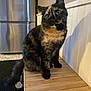cat, tortoiseshell_cat, pet, indoor, kitchen, wooden_bench, fridge, whiskers, ears, fur, sitting, portrait, big_eyes, tail, tile_floor, wall_paneling, shadow, curious, household, bench