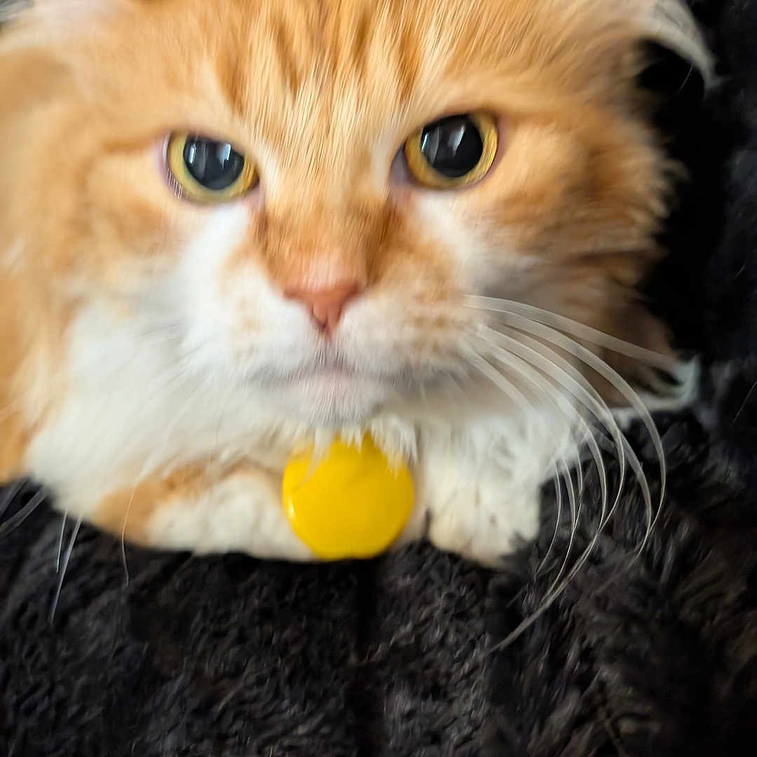 Moody Molly is registered to the contest to win money with this photo: animal, blanket, cat, close_up, cozy, curious, cute, ears, face, feline, fluffy, fur, indoor, orange_cat, pet, resting, soft_texture, whiskers, white_fur, yellow_tag