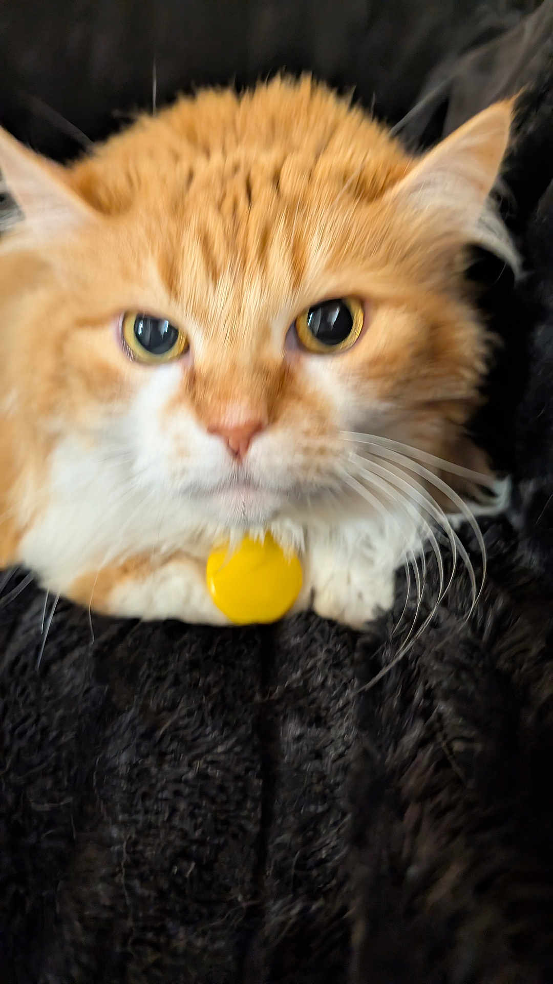 Moody Molly is registered to the contest to win money with this photo: animal, blanket, cat, close_up, cozy, curious, cute, ears, face, feline, fluffy, fur, indoor, orange_cat, pet, resting, soft_texture, whiskers, white_fur, yellow_tag