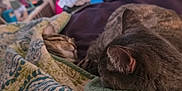 Torbin joined the competition — help win amazing prizes! bedding, bedroom, blanket, cat, comfort, cozy, cute, domestic_animal, feline, fur, household, indoor, nap, pattern, pet, quilts, relaxation, resting, sleeping, tabby