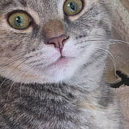Torbin is registered to the contest to win money with this photo: animal, cat, close_up, curious, cute, domestic_cat, ears, expression, face, feline, fur, green_eyes, indoor, mammal, nose, pet, portrait, tabby, texture, whiskers