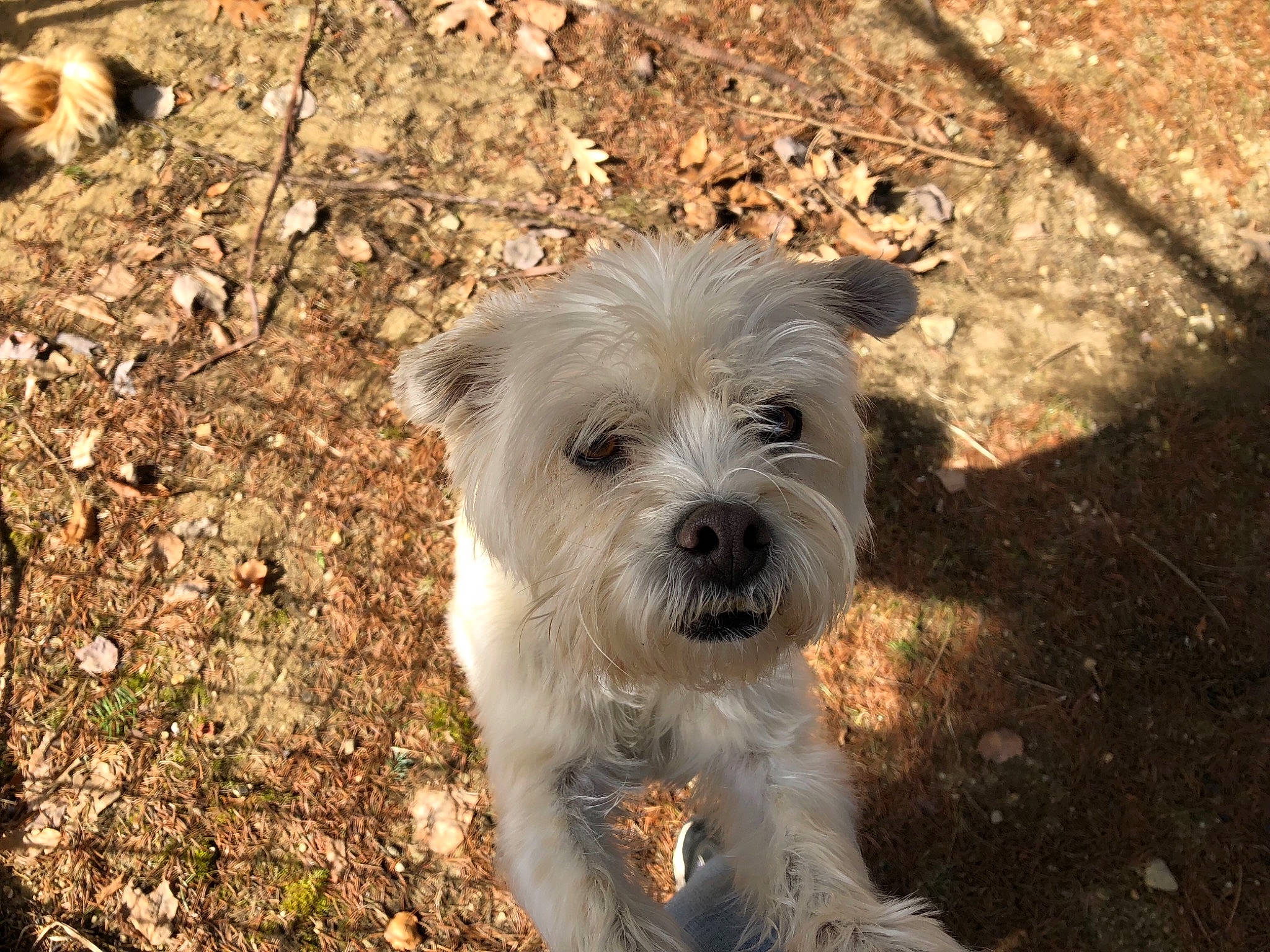 Bennett joined the competition — help win amazing prizes! cairn_terrier, canidae, carnivore, companion_dog, dog, dog_breed, dutch_smoushond, glen_of_imaal_terrier, mammal, morkie, norfolk_terrier, poodle_crossbreed, puppy, sapsali, schnoodle, small_terrier, snout, sporting_lucas_terrier, terrier, west_highland_white_terrier