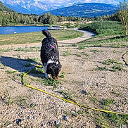 Orso participe au concours pour gagner de l'argent avec cette photo : dog, leash, person, grass, path, lake, mountains, trees, outdoor, nature, sunny, daytime, canine, pet, walking, scenic, park, blue_sky, greenery, adventure