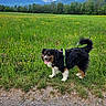Orso a rejoint le concours — aidez-le/la à gagner de superbes lots ! dog, outdoor, grass, wildflowers, field, mountains, nature, pet, happy, canine, path, greenery, sky, clouds, harness, animal, landscape, summer, walking, scenery