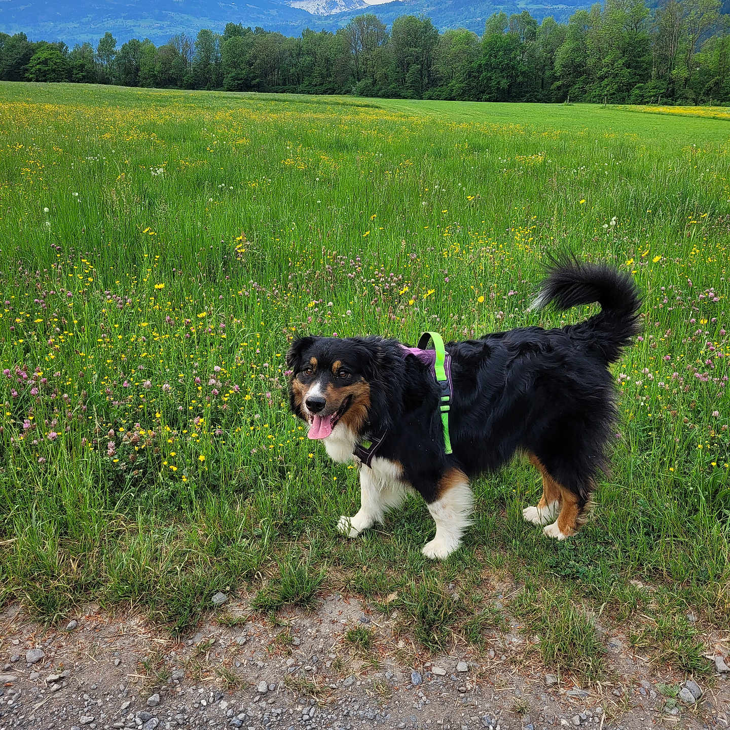 Orso