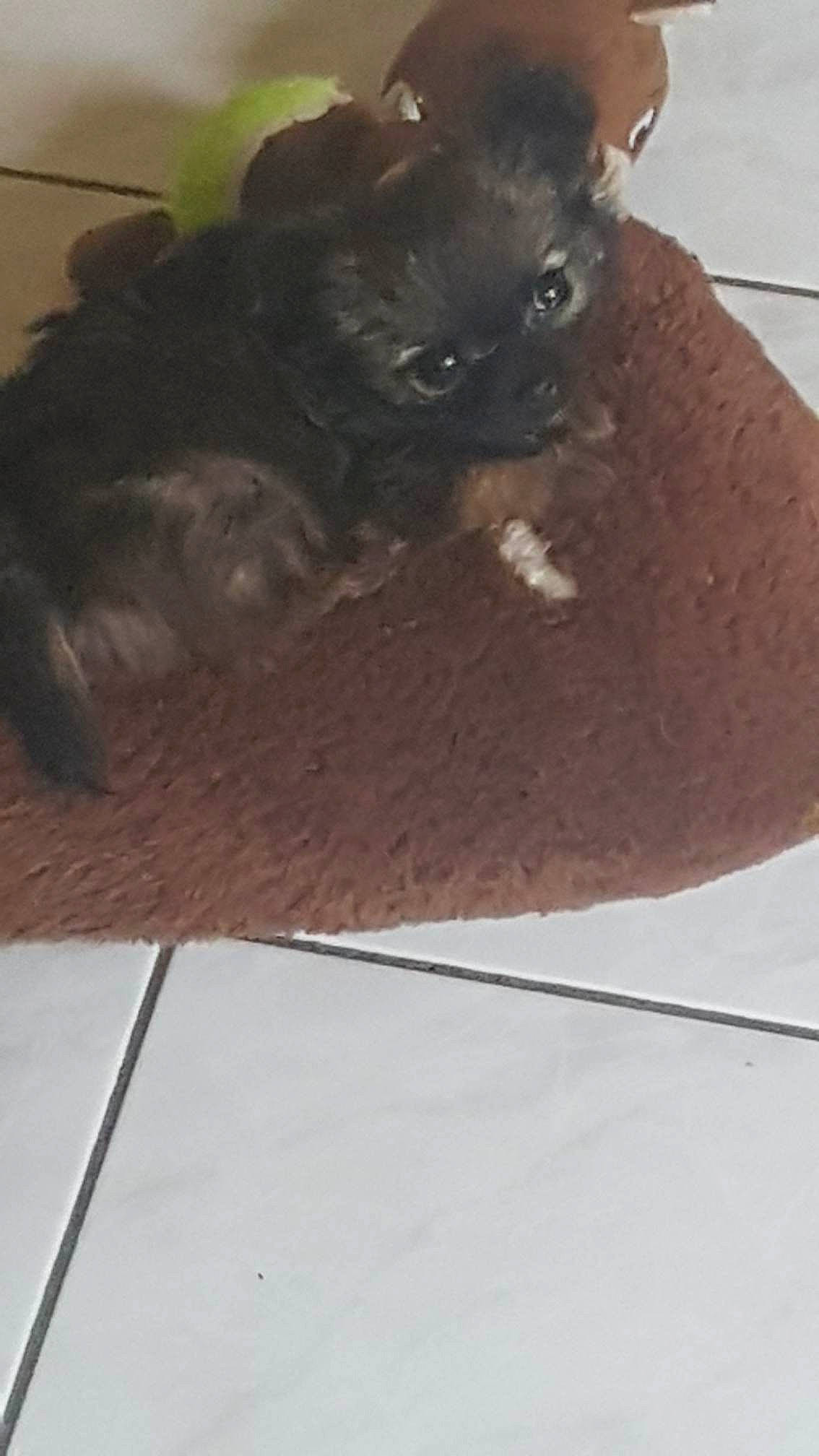 Zoe a rejoint le concours — aidez-le/la à gagner de superbes lots ! black_cat, carnivore, companion_dog, dog, dog_breed, fawn, felidae, flooring, grey, hardwood, liver, mammal, small_to_medium_sized_cats, snout, tail, toy_dog, vertebrate, whiskers, wood, working_animal