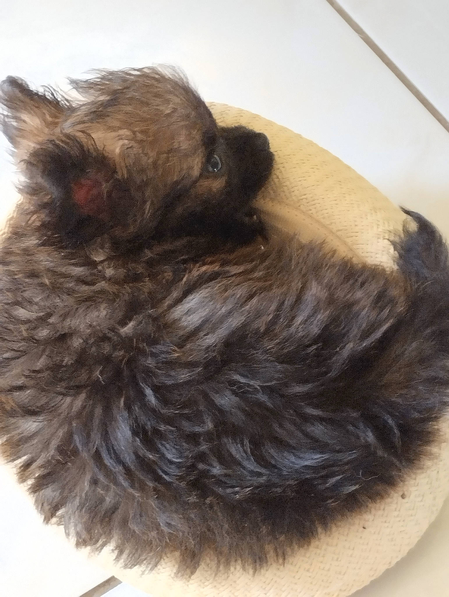 Zoe a rejoint le concours — aidez-le/la à gagner de superbes lots ! black_hair, brown_hair, bun, carnivore, cat, ear, eyelash, fashion_accessory, feather, felidae, flooring, fur, hair_accessory, liver, long_hair, small_to_medium_sized_cats, sunglasses, tail, whiskers, wig