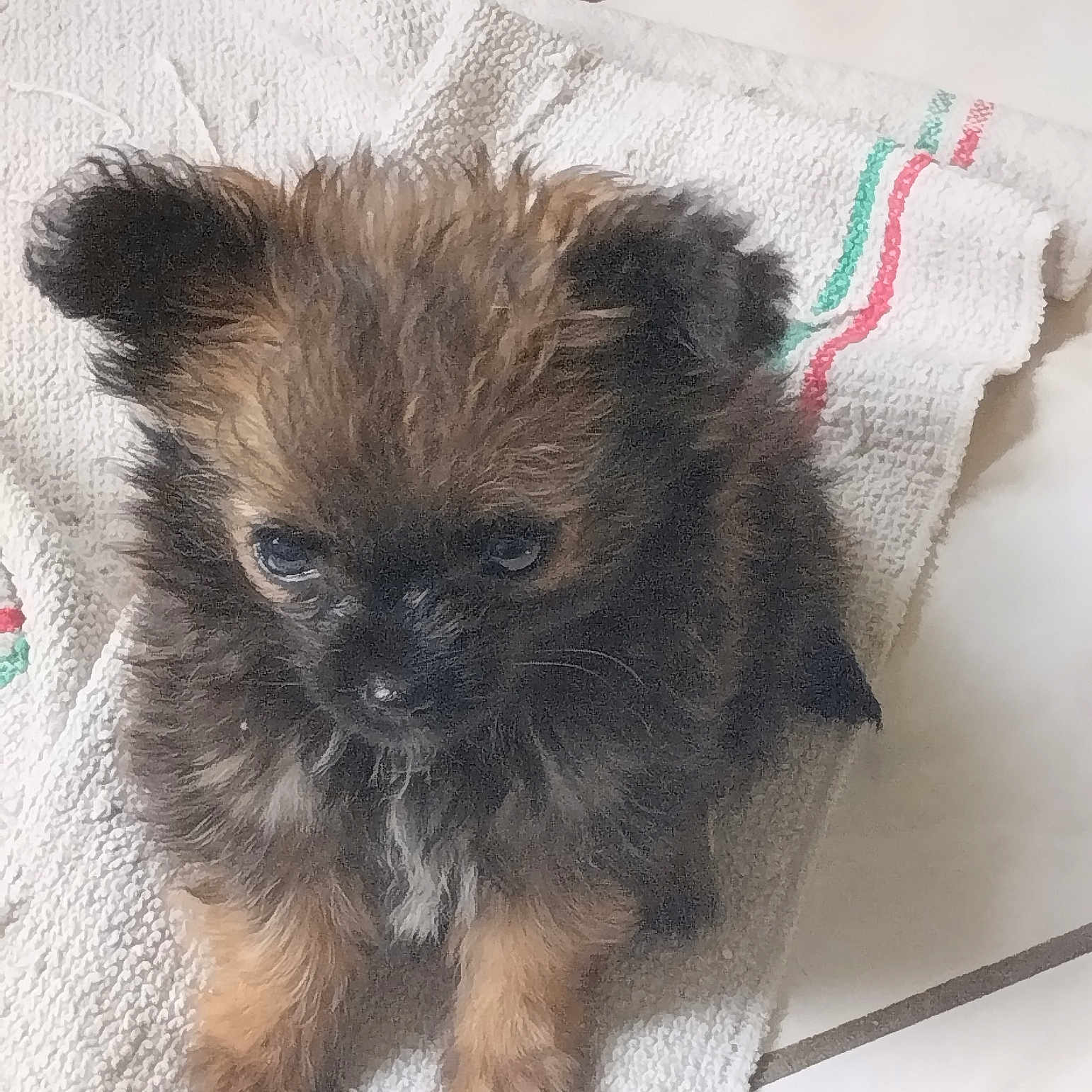 Zoe