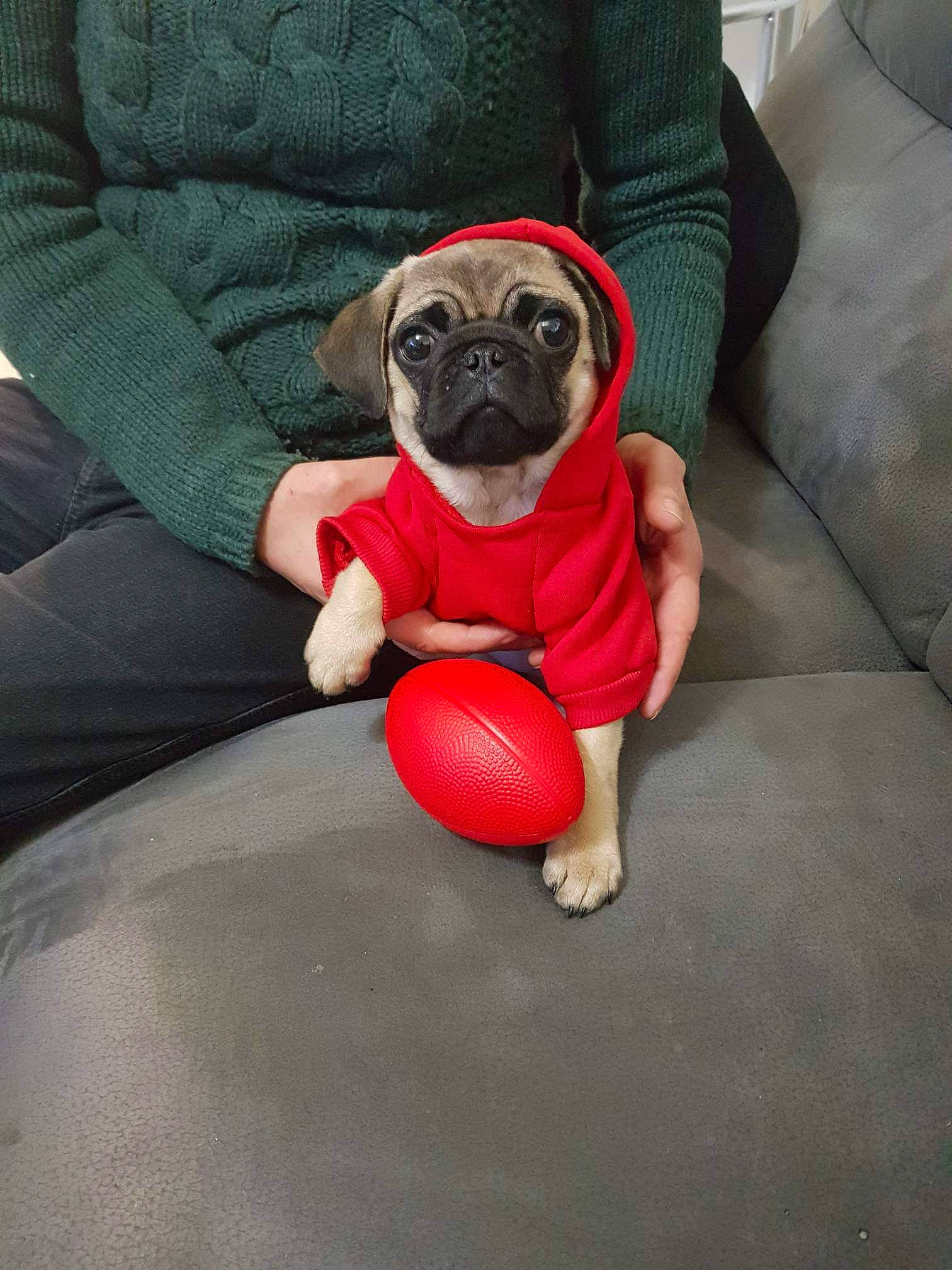 Spyke a rejoint le concours — aidez-le/la à gagner de superbes lots ! ball, carnivore, comfort, companion_dog, couch, dog, dog_breed, dog_clothes, dog_supply, fawn, flooring, grey, hat, personal_protective_equipment, pug, snout, tail, toy, toy_dog, working_animal