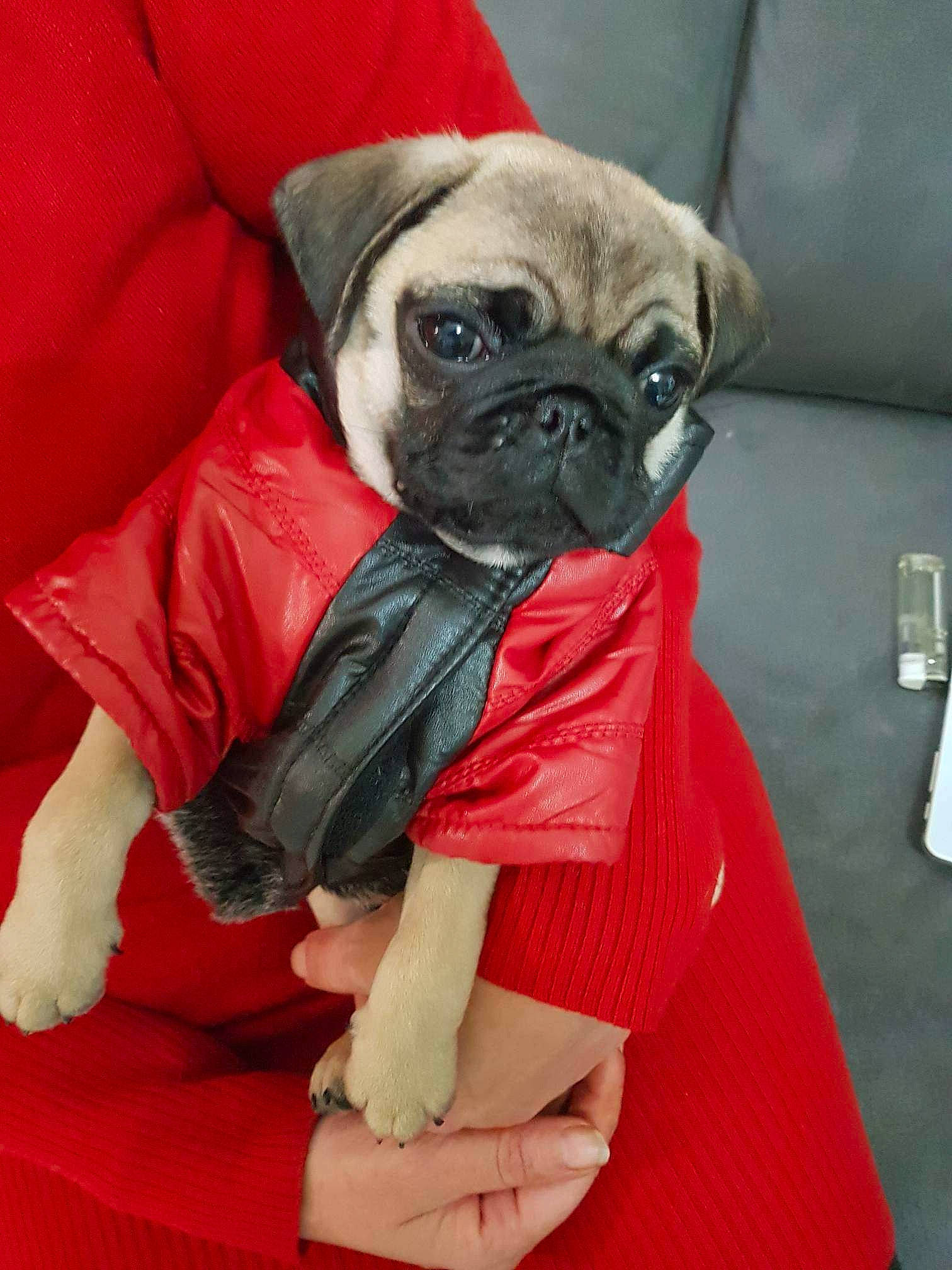 Spyke participe au concours pour gagner de l'argent avec cette photo : canidae, carnivore, comfort, companion_dog, dog, dog_breed, dog_clothes, dog_supply, fawn, flooring, fur, linens, pet_supply, pug, snout, sporting_group, toy_dog, whiskers, working_animal, wrinkle