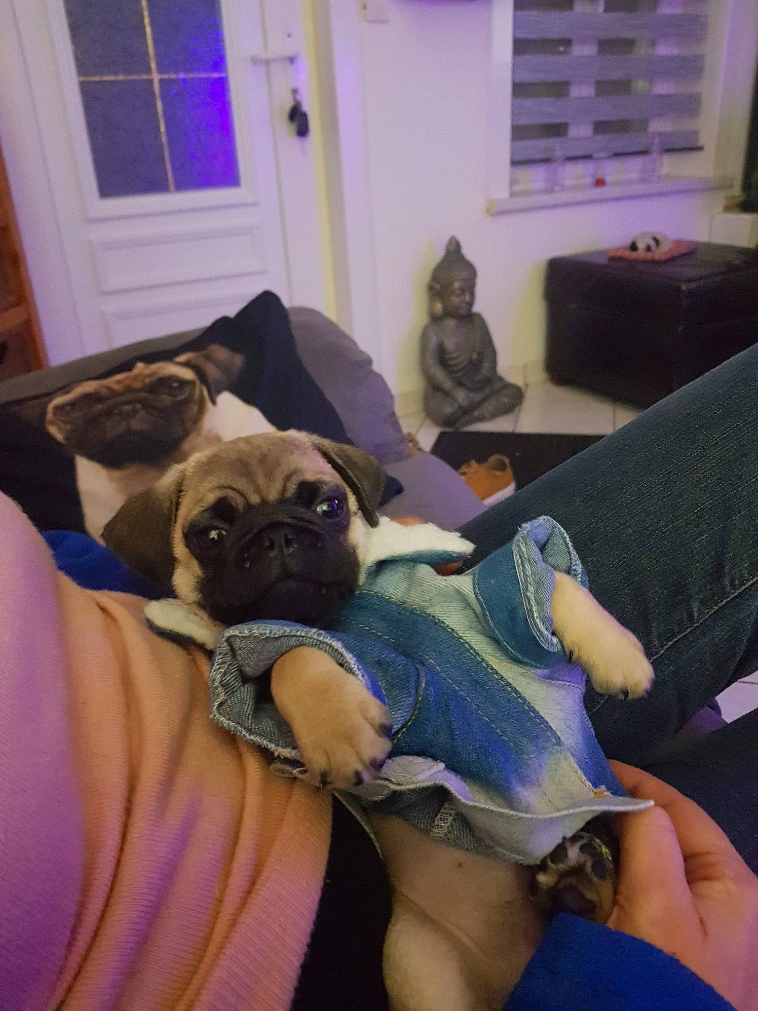 Spyke participe au concours pour gagner de l'argent avec cette photo : blue, canidae, carnivore, comfort, companion_dog, couch, dog, dog_breed, door, fawn, furniture, human_leg, pug, purple, room, sporting_group, thigh, toy_dog, window, window_blind