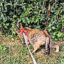 cat, tabby, leash, harness, grass, bush, outdoor, nature, pet, animal, exploring, greenery, daylight, curious, feline, walking, plant, leaves, garden, adventure
