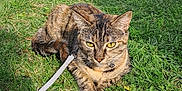 Atchoum participe au concours pour gagner de l'argent avec cette photo : cat, tabby_cat, grass, leash, outdoor, sunlight, vehicle, garden_statue, greenery, nature, pet, feline, resting, animal, daylight, park, relaxing, mammal, domestic_animal, leisure