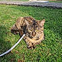 cat, tabby_cat, grass, leash, outdoor, sunlight, vehicle, garden_statue, greenery, nature, pet, feline, resting, animal, daylight, park, relaxing, mammal, domestic_animal, leisure
