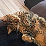 Atchoum participe au concours pour gagner de l'argent avec cette photo : cat, tabby, sleeping, fur, pet, animal, cozy, indoor, relaxed, whiskers, paw, feline, cute, resting, soft, couch, floor, domestic, calm, mammal
