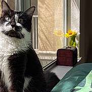 Spooky is registered to the contest to win money with this photo: cat, black_and_white, heterochromia, blue_eye, green_eye, window, sunlight, vase, yellow_flowers, wooden_chest, indoor, pet, feline, curious, whiskers, fur, sitting, cozy, natural_light, home
