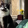 cat, black_and_white, heterochromia, blue_eye, green_eye, window, sunlight, vase, yellow_flowers, wooden_chest, indoor, pet, feline, curious, whiskers, fur, sitting, cozy, natural_light, home