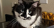 Spooky is registered to the contest to win money with this photo: cat, blue_eyes, black_and_white, fluffy, whiskers, countertop, indoor, wall, electrical_outlet, decor, yellow_letters, pet, animal, feline, fur, cute, looking_at_camera, sitting, domestic, house