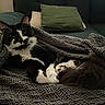 Spooky is registered to the contest to win money with this photo: cat, black_and_white_cat, blanket, knit_blanket, couch, pillow, indoor, pet, feline, fur, relaxed, cozy, resting, whiskers, tail, claws, home, living_room, cute, sleepy