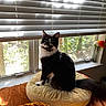 Spooky is registered to the contest to win money with this photo: cat, black_and_white_cat, window, blinds, cushion, indoor, sunlight, flowers, vase, pet, curious, sitting, feline, whiskers, tail, home, cozy, domestic_animal, orange_cushion, natural_light