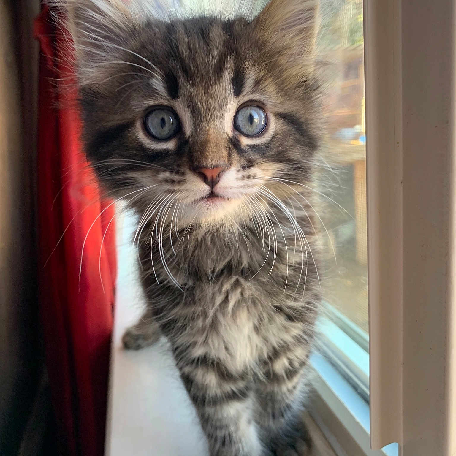 Taro