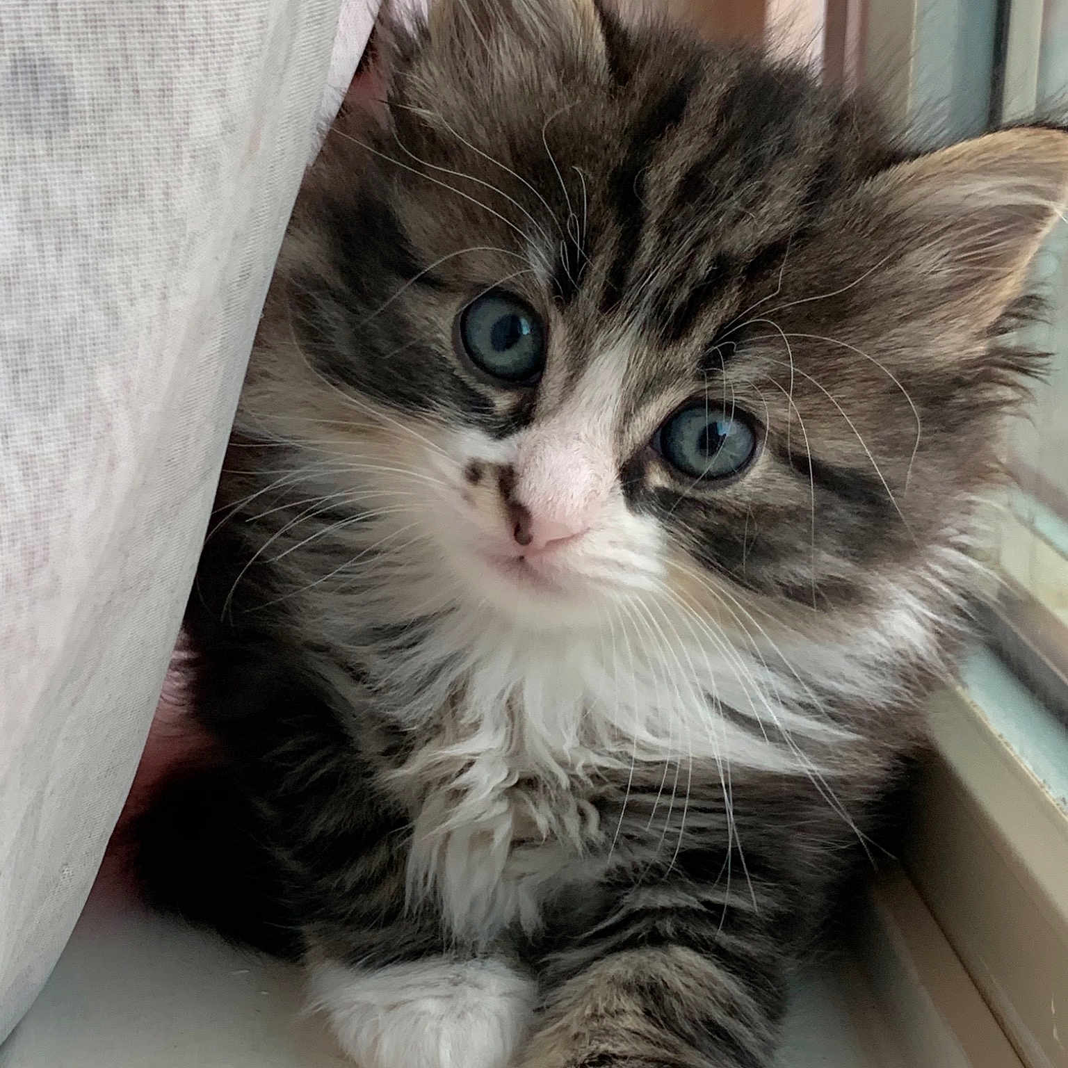 Momo is registered to the contest to win money with this photo: american_curl, asian_semi_longhair, british_semi_longhair, carnivore, cat, domestic_long_haired_cat, domestic_short_haired_cat, european_shorthair, felidae, kitten, maine_coon, mammal, napoleon_cat, norwegian_forest_cat, ragamuffin, siberian, small_to_medium_sized_cats, tabby_cat, vertebrate, whiskers