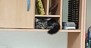 Oswald a rejoint le concours — aidez-le/la à gagner de superbes lots ! bookcase, box, cabinetry, carnivore, cat, computer_desk, cupboard, desktop_computer, felidae, furniture, interior_design, office_supplies, property, room, shelf, shelving, shipping_box, small_to_medium_sized_cats, stairs, wood