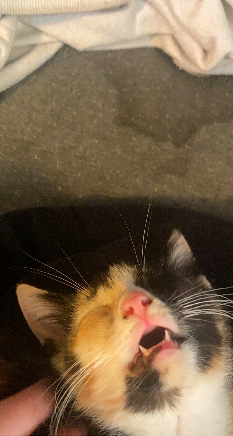 Artemis joined the competition — help win amazing prizes! carnivore, cat, claw, domestic_short_haired_cat, ear, eye, fang, felidae, foot, fur, head, nose, paw, plant, small_to_medium_sized_cats, snout, tail, whiskers, window, yawn