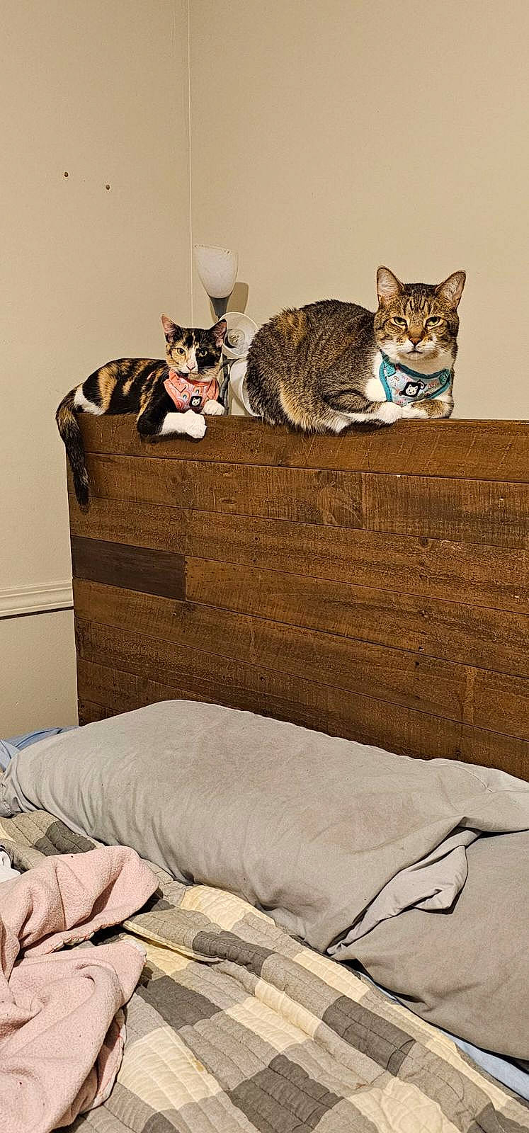 Artemis joined the competition — help win amazing prizes! art, bed, bed_frame, bedding, carnivore, cat, chest_of_drawers, comfort, domestic_short_haired_cat, drawer, felidae, grey, hardwood, linens, pillow, shelf, small_to_medium_sized_cats, tail, whiskers, wood