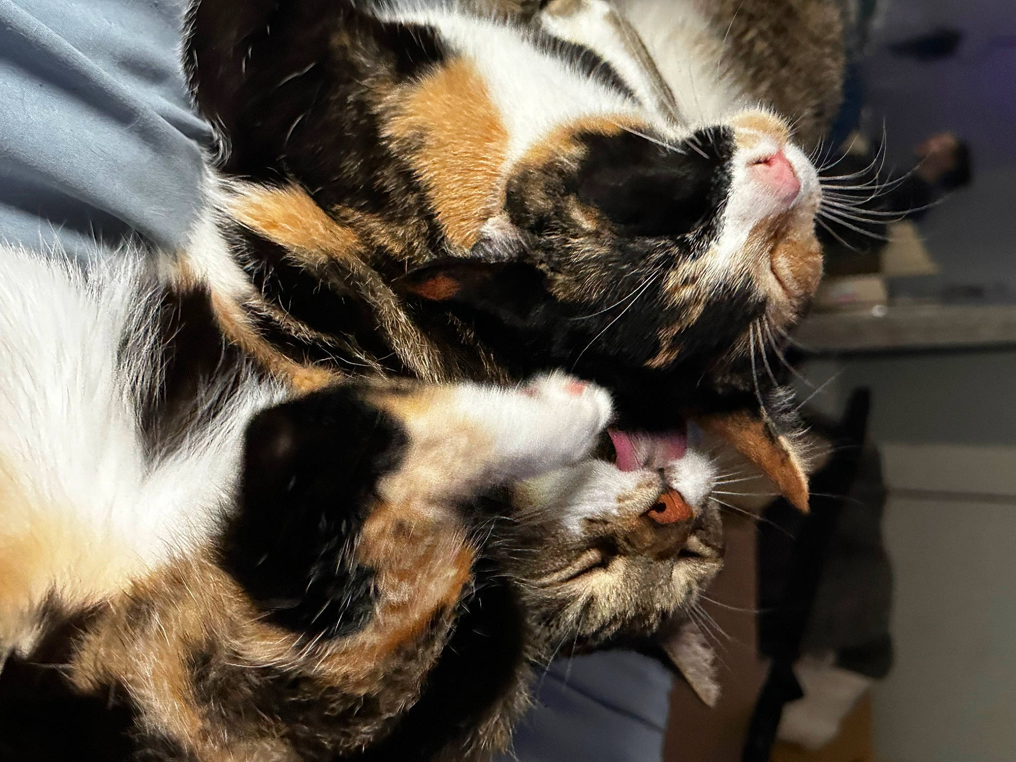 Artemis joined the competition — help win amazing prizes! carnivore, cat, claw, comfort, domestic_short_haired_cat, felidae, foot, fur, nap, paw, small_to_medium_sized_cats, snout, tail, terrestrial_animal, whiskers, window