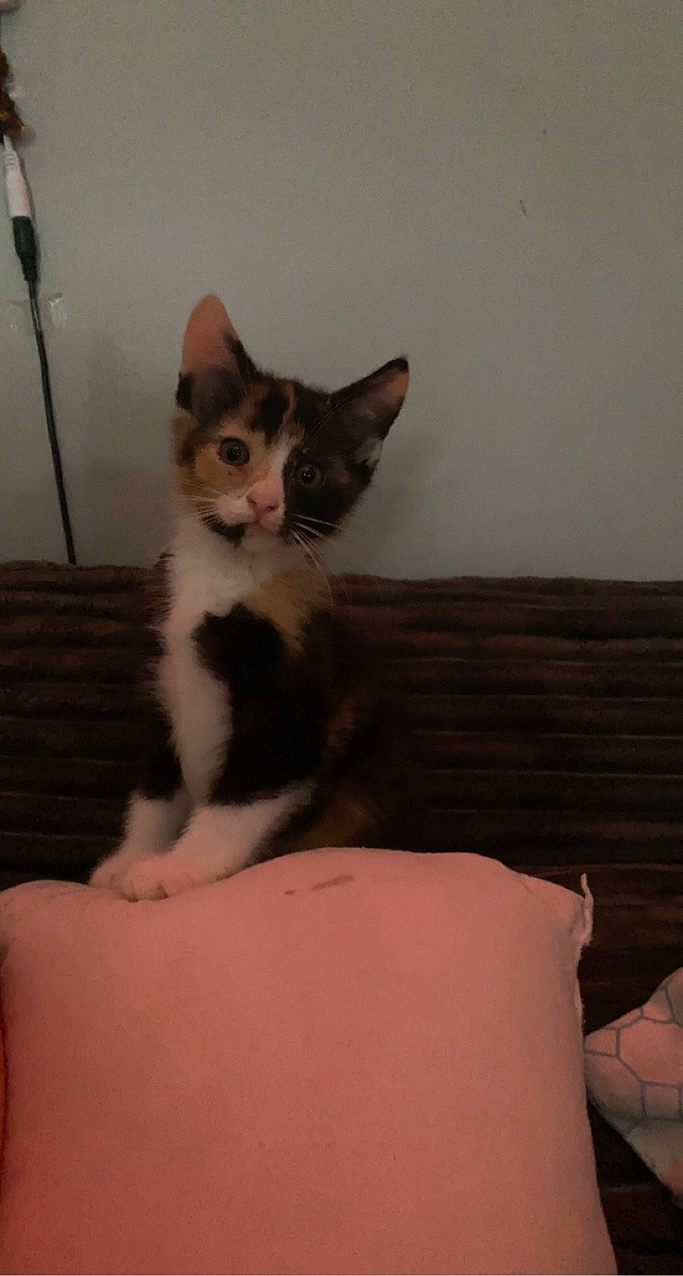 Artemis joined the competition — help win amazing prizes! carnivore, cat, cat_supply, comfort, domestic_short_haired_cat, felidae, fur, hardwood, room, sitting, small_to_medium_sized_cats, tail, terrestrial_animal, whiskers, wood