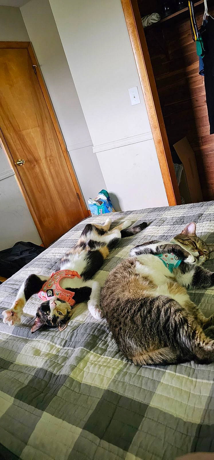 Artemis joined the competition — help win amazing prizes! bed, bedding, carnivore, cat, comfort, domestic_short_haired_cat, door, felidae, floor, flooring, fur, hardwood, home, linens, room, small_to_medium_sized_cats, tail, textile, whiskers, wood