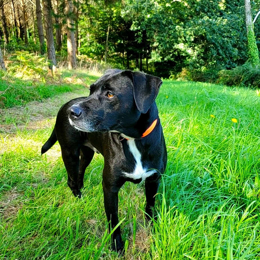Guizmo a rejoint le concours — aidez-le/la à gagner de superbes lots ! animal, ball, canine, dog, field, grass, grassland, green, grove, hound, land, nature, outdoors, pet, plant, puppy, sport, tree, vegetation, woodland