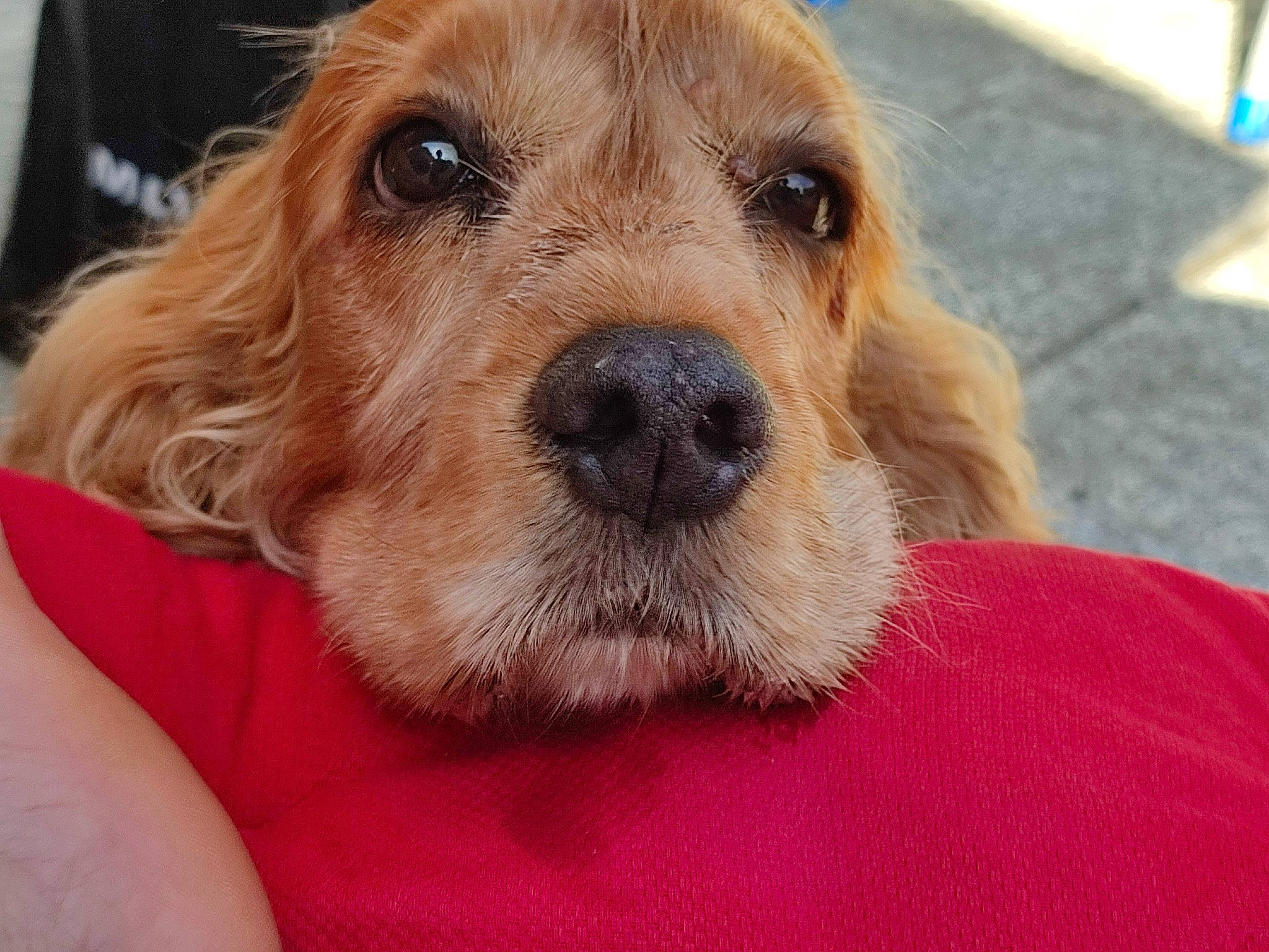 Lula participe au concours pour gagner de l'argent avec cette photo : canidae, carnivore, collar, comfort, companion_dog, dog, dog_breed, dog_collar, dog_supply, ear, fawn, fur, liver, pet_supply, puppy_love, selfie, snout, sporting_group, whiskers, working_animal