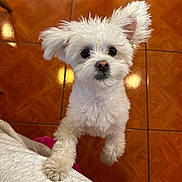 Georgia joined the competition — help win amazing prizes! animal, companion, curious, cute, dog, domestic, floor, fluffy, friendly, fur, home, human_leg, indoor, looking_up, paw, pet, small_dog, standing, tile_floor, white