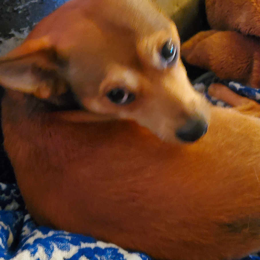 Scrappy is registered to the contest to win money with this photo: animal, armchair, beagle, blanket, bodypart, canine, chair, chihuahua, couch, cushion, dog, finger, furniture, hand, homedecor, hound, husky, person, pet, puppy