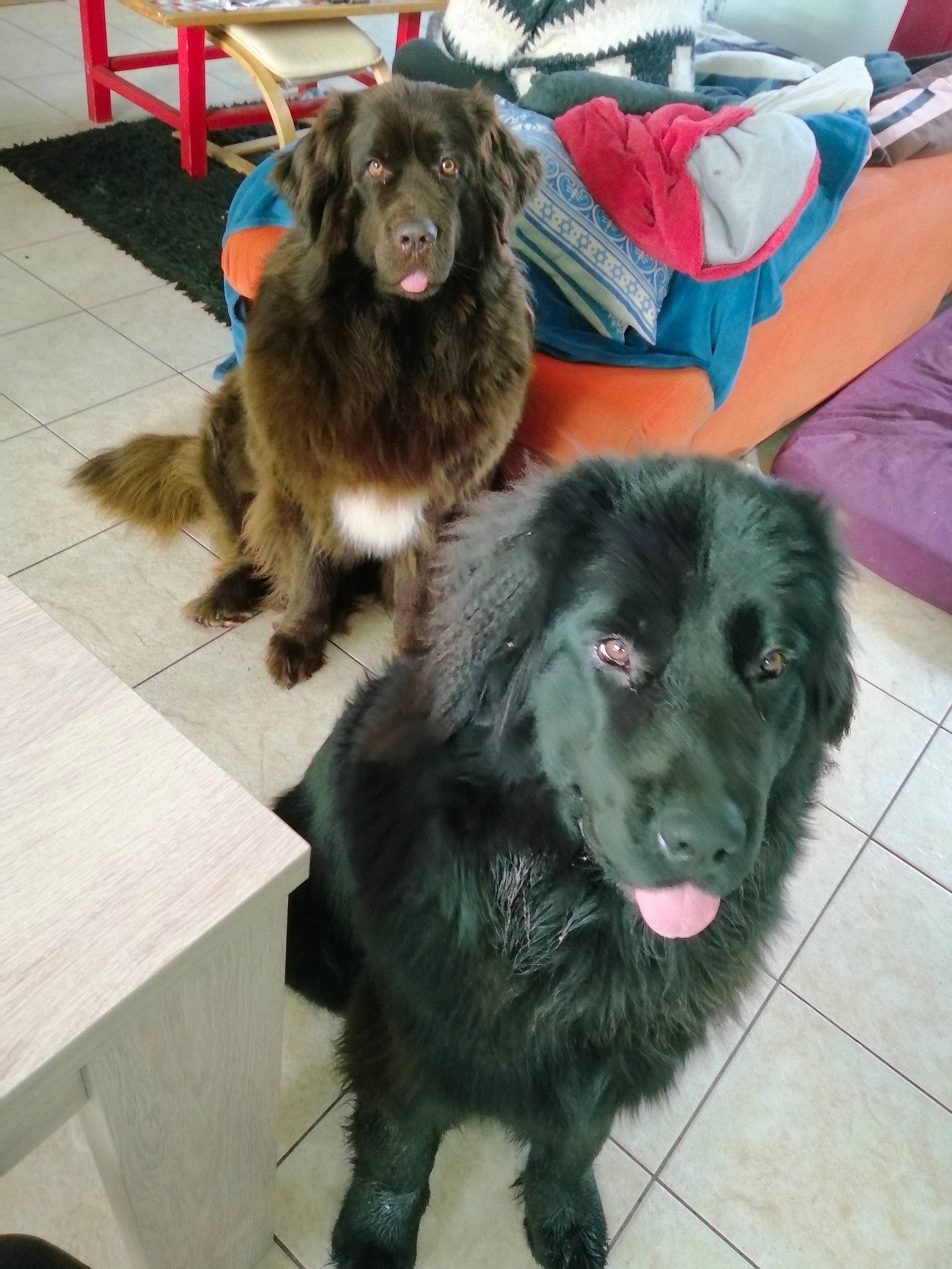 Nanouk a rejoint le concours — aidez-le/la à gagner de superbes lots ! borador, canidae, carnivore, companion_dog, dog, dog_breed, flooring, fur, gun_dog, liver, puppy, snout, sporting_group, terrestrial_animal, whiskers, working_animal, working_dog