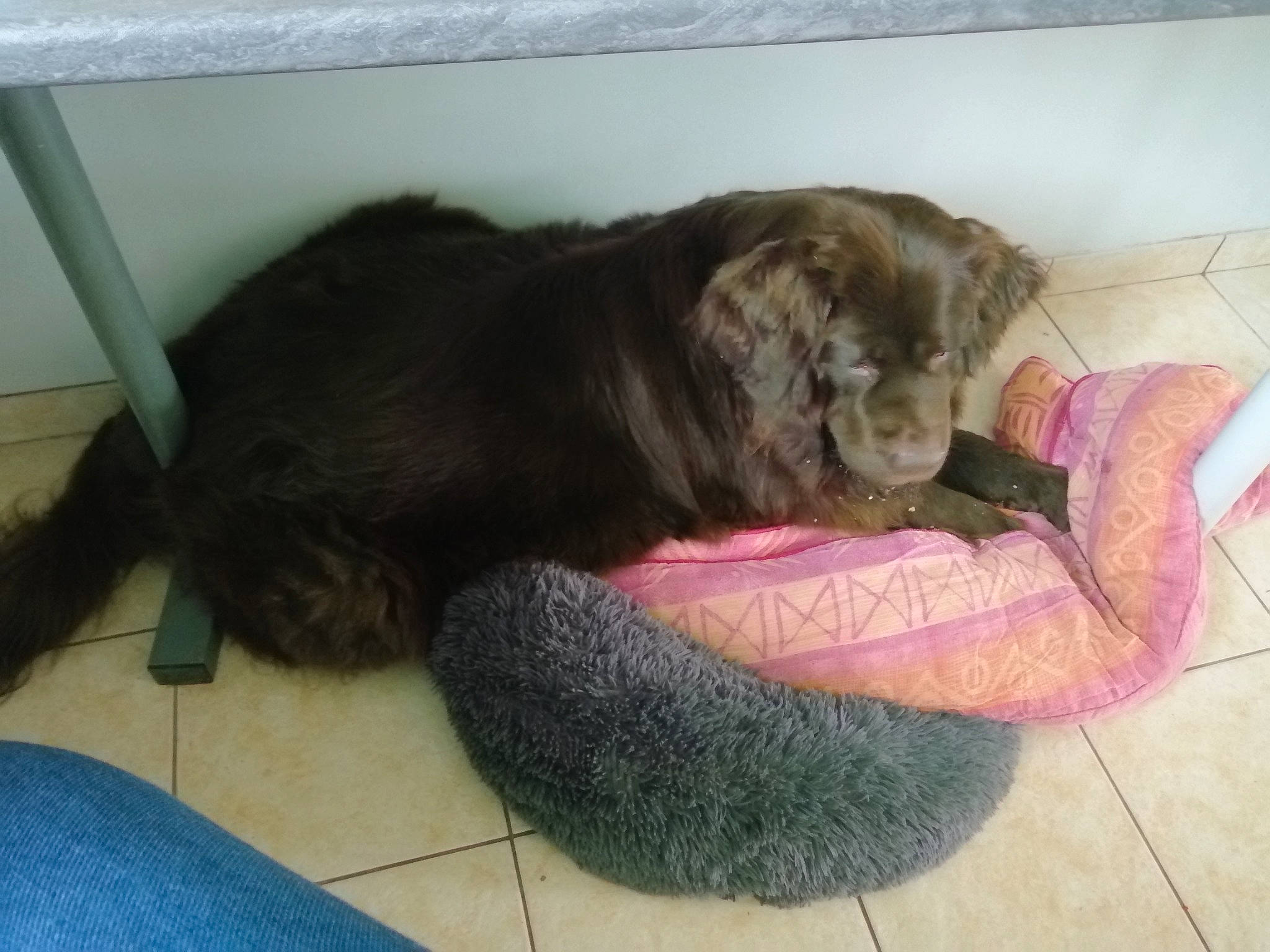 Nanouk participe au concours pour gagner de l'argent avec cette photo : carnivore, comfort, companion_dog, dog, dog_breed, fawn, felidae, floor, flooring, fur, hardwood, liver, mammal, nap, pet_supply, small_to_medium_sized_cats, sporting_group, tail, terrestrial_animal, vertebrate