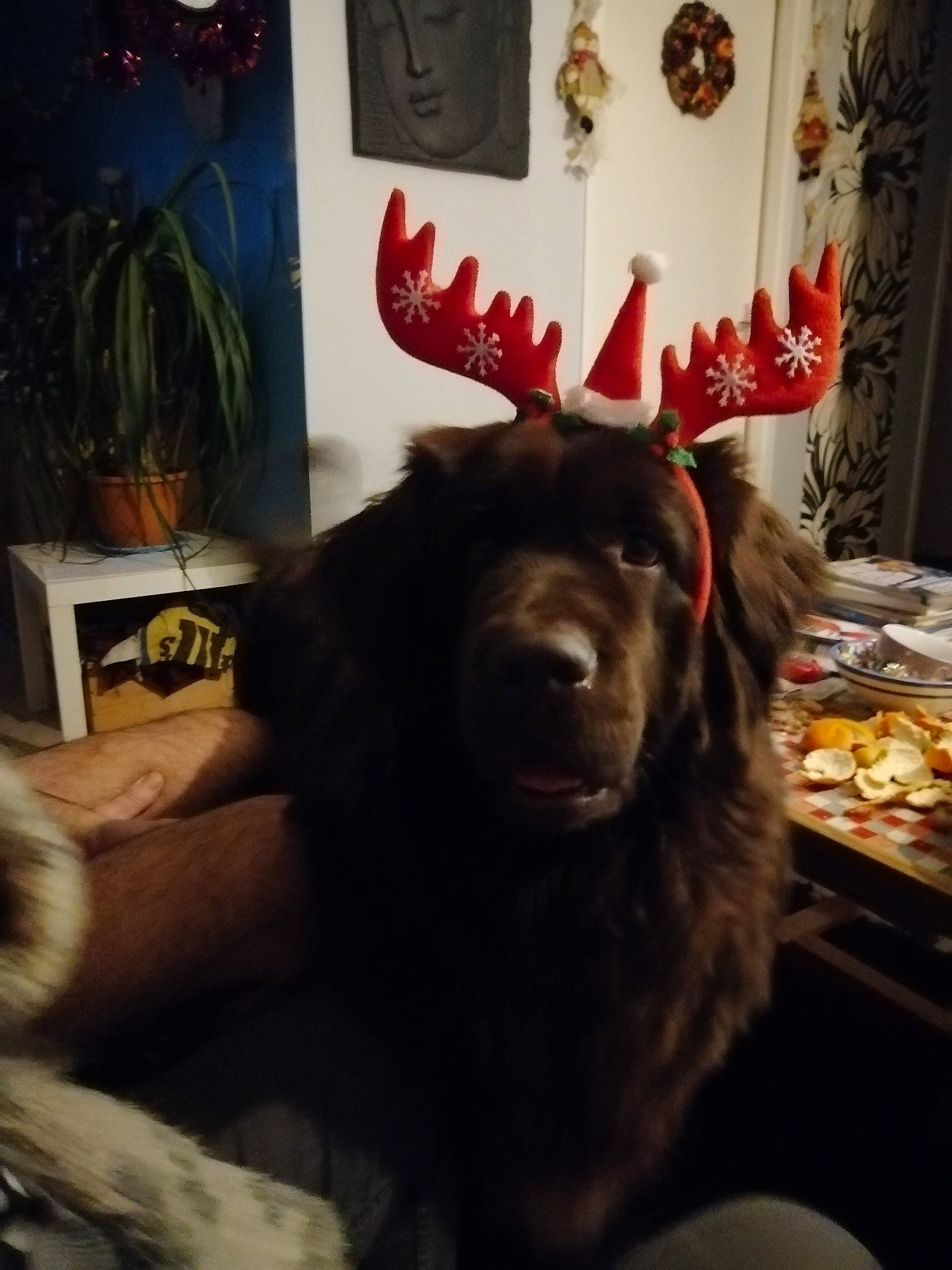 Nanouk participe au concours pour gagner de l'argent avec cette photo : canidae, carnivore, companion_dog, couch, dog, dog_breed, event, flowerpot, fun, fur, house, houseplant, liver, living_room, picture_frame, plant, room, sporting_group, vertebrate, working_animal