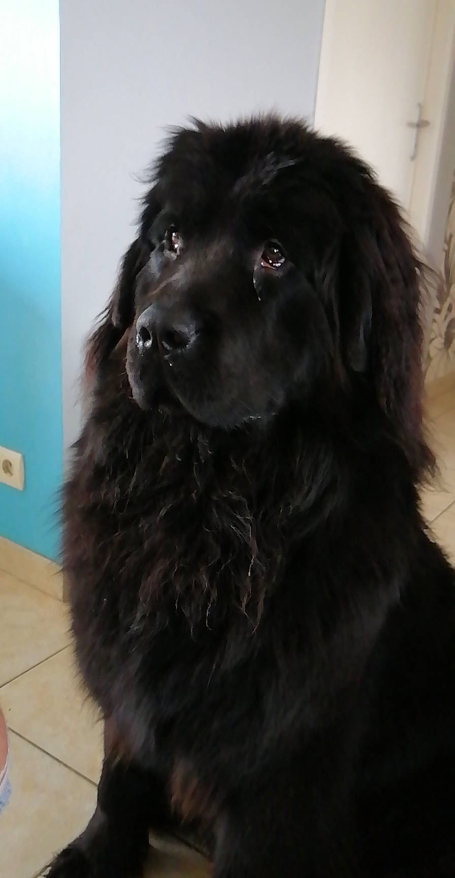 Romy a rejoint le concours — aidez-le/la à gagner de superbes lots ! ancient_dog_breeds, borador, canidae, carnivore, companion_dog, dog, dog_breed, dog_collar, fur, gaddi_kutta, gun_dog, liver, mammal, snout, sporting_group, whiskers, working_animal, working_dog