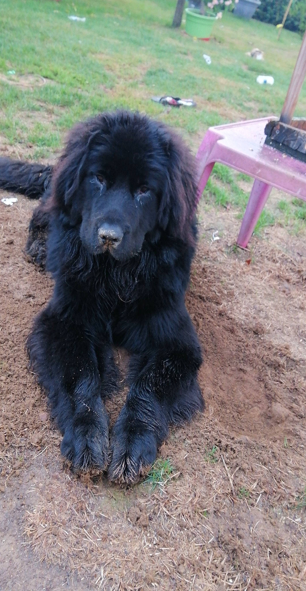 Romy a rejoint le concours — aidez-le/la à gagner de superbes lots ! canidae, carnivore, companion_dog, dog, dog_breed, fur, gaddi_kutta, grass, liver, non_sporting_group, outdoor_furniture, snout, soil, sporting_group, tail, terrestrial_animal, tibetan_mastiff, water_dog, working_animal, working_dog