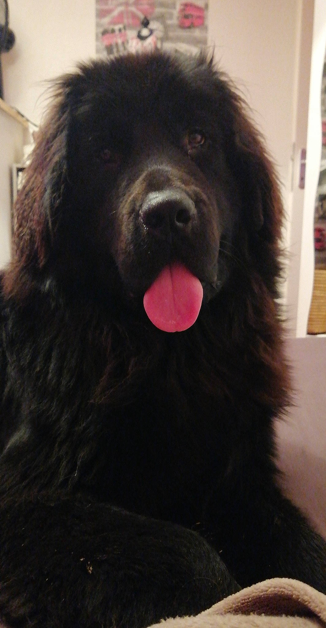 Romy participe au concours pour gagner de l'argent avec cette photo : ancient_dog_breeds, canidae, carnivore, companion_dog, dog, dog_breed, fur, gaddi_kutta, giant_dog_breed, jaw, liver, magenta, natural_material, snout, sporting_group, terrestrial_animal, tibetan_mastiff, whiskers, working_animal, working_dog