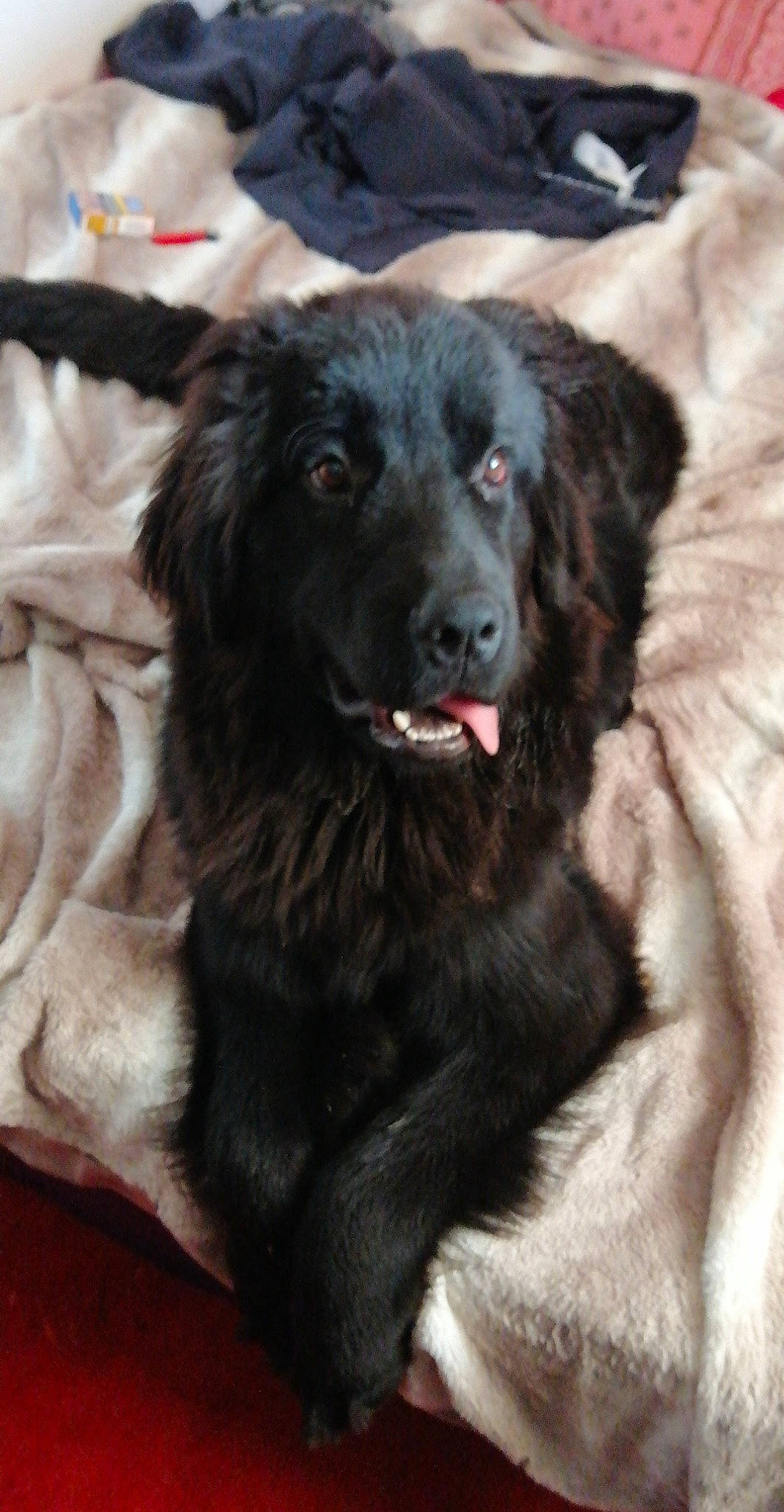 Romy participe au concours pour gagner de l'argent avec cette photo : borador, canidae, carnivore, companion_dog, dog, dog_breed, fur, gaddi_kutta, guard_dog, gun_dog, liver, snout, sporting_group, terrestrial_animal, whiskers, working_animal, working_dog