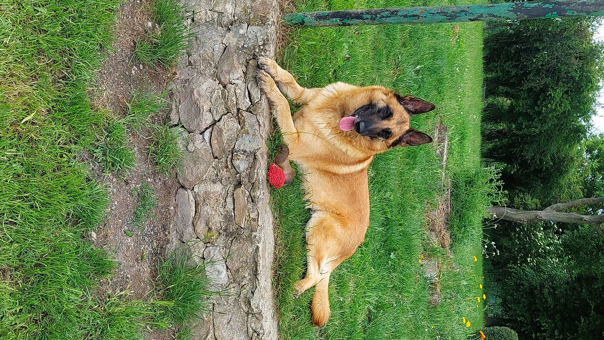 Dora participe au concours pour gagner de l'argent avec cette photo : ancient_dog_breeds, canidae, carnivore, collar, companion_dog, dog, dog_breed, fawn, fur, grass, plant, snout, sporting_group, tail, terrestrial_animal, tree, trunk, whiskers, wood, working_animal