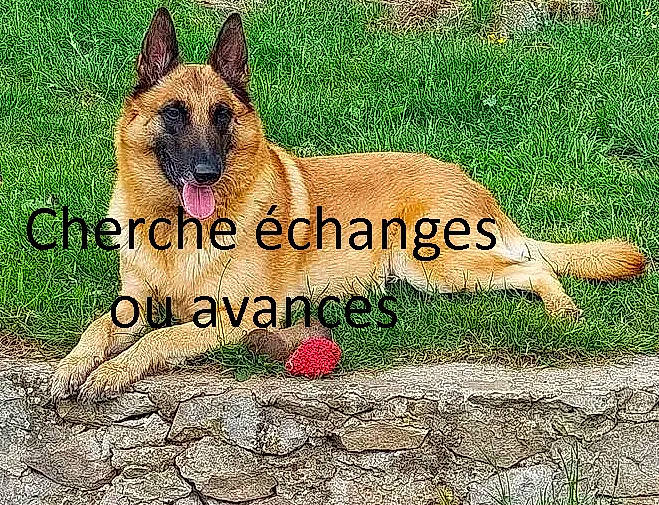 Dora participe au concours pour gagner de l'argent avec cette photo : ancient_dog_breeds, art, canidae, carnivore, collar, dog, dog_breed, fawn, grass, grassland, groundcover, landscape, natural_landscape, photo_caption, plant, prairie, snout, terrestrial_animal, whiskers, wildlife