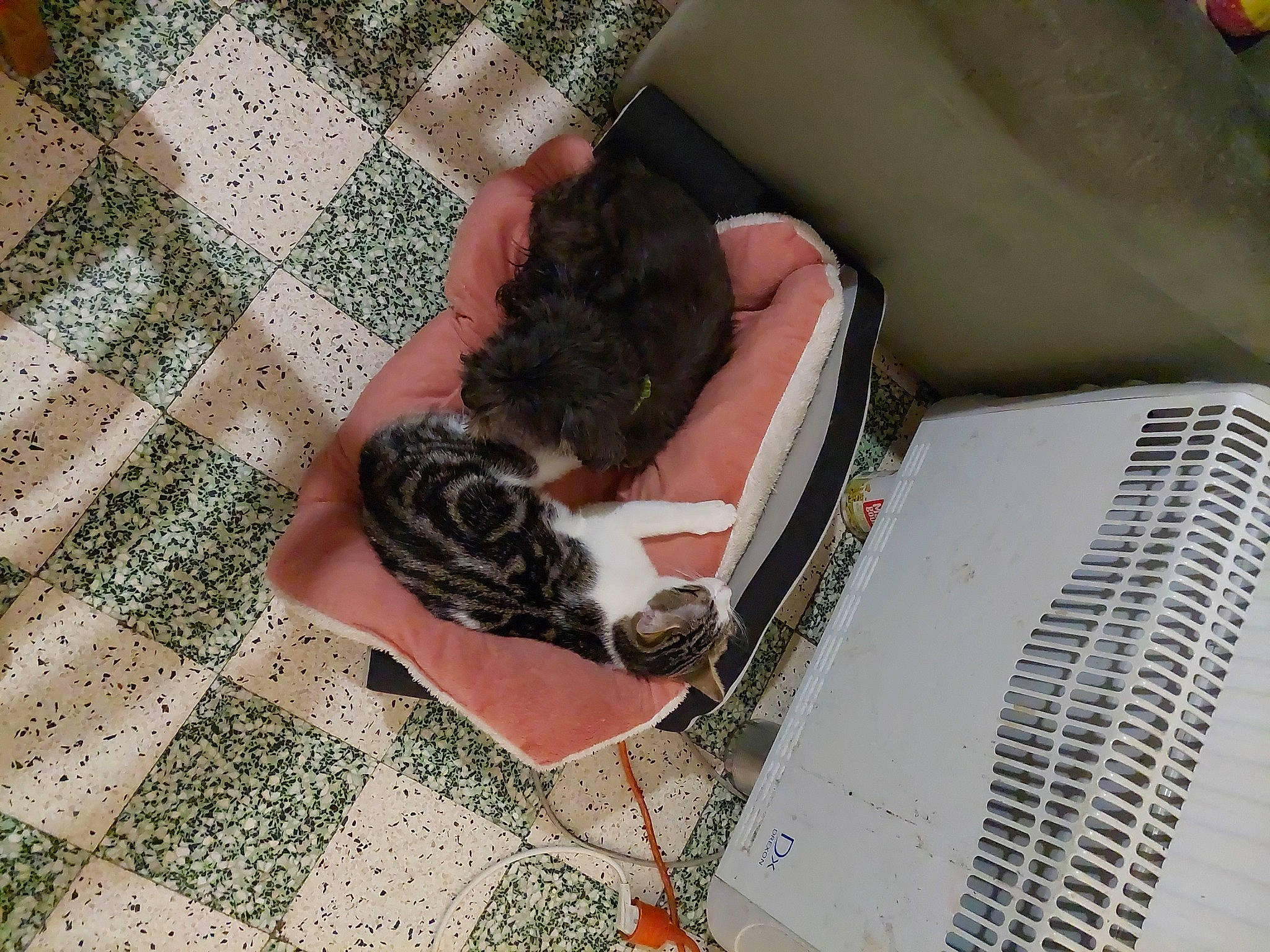 Daysy participe au concours pour gagner de l'argent avec cette photo : book, carnivore, cat, comfort, companion_dog, dog_breed, domestic_short_haired_cat, felidae, flooring, fur, hardwood, human_leg, lap, pattern, paw, publication, small_to_medium_sized_cats, tail, whiskers, wood